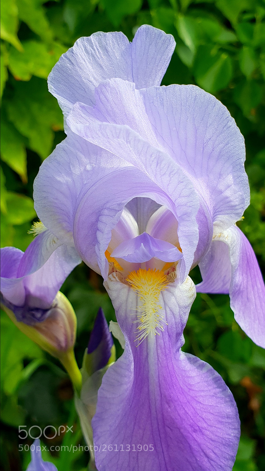 Samsung Galaxy S9+ sample photo. Scatto photography