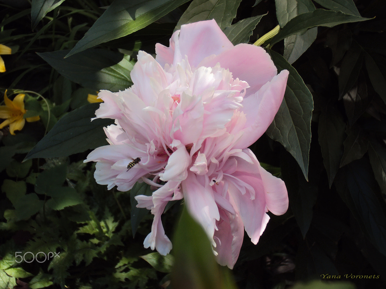 Sony DSC-W190 sample photo. Wither of peony photography