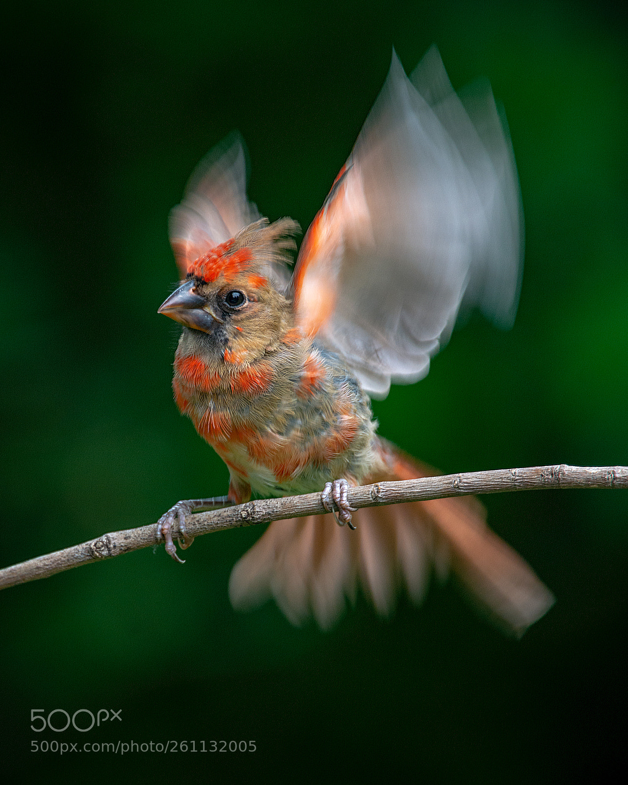 Nikon D7100 sample photo. If i can just photography