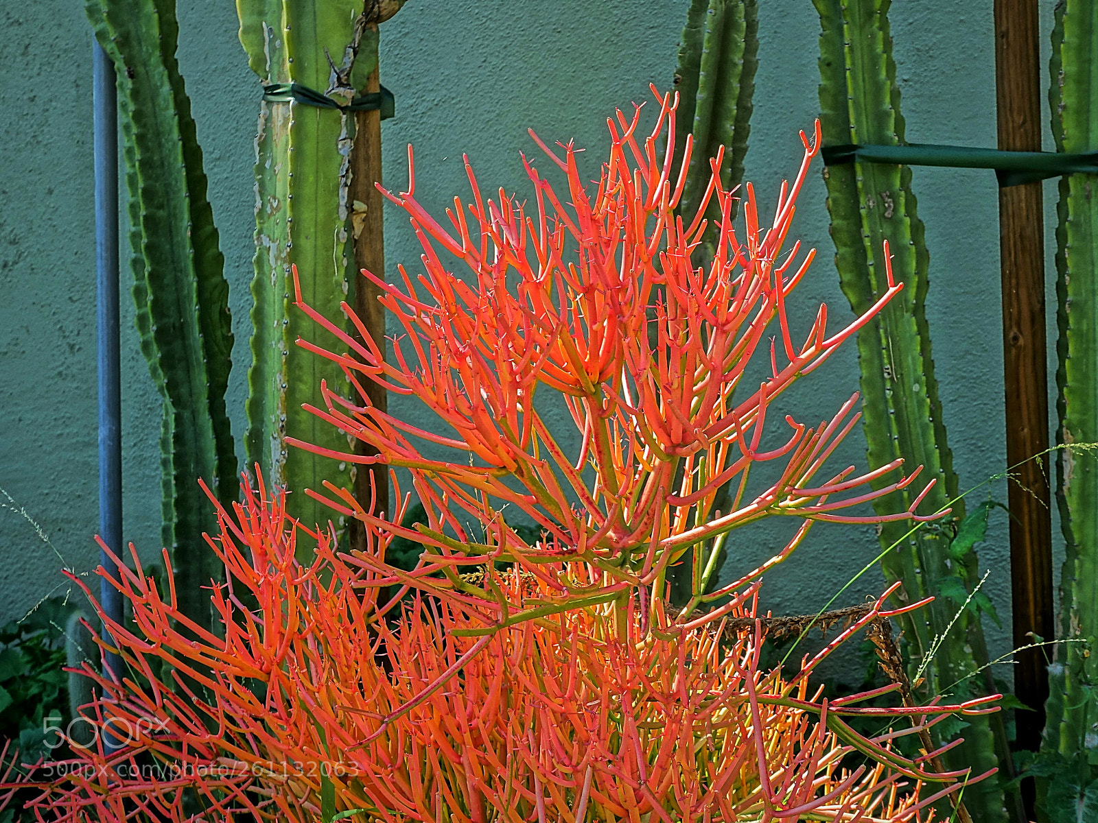 Sony Cyber-shot DSC-RX100 III sample photo. Vivid photography