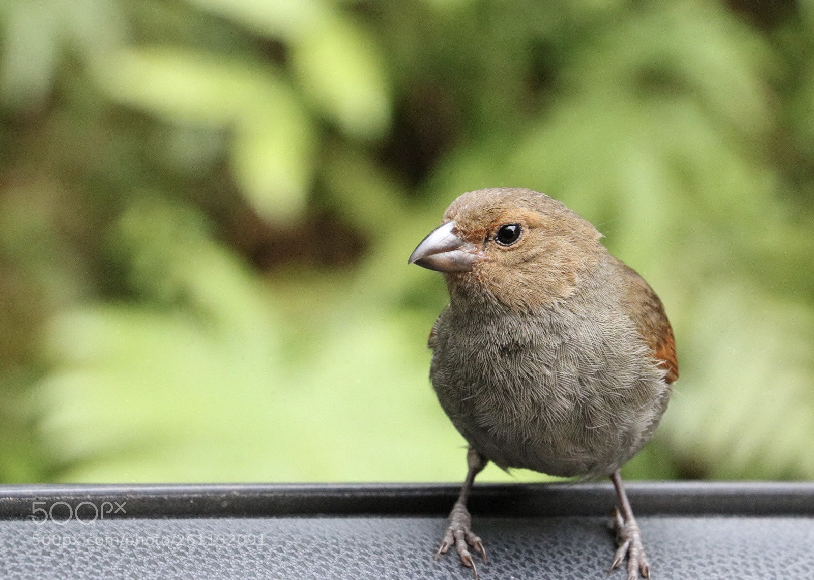 Canon EOS 750D (EOS Rebel T6i / EOS Kiss X8i) sample photo. Little cute bird photography