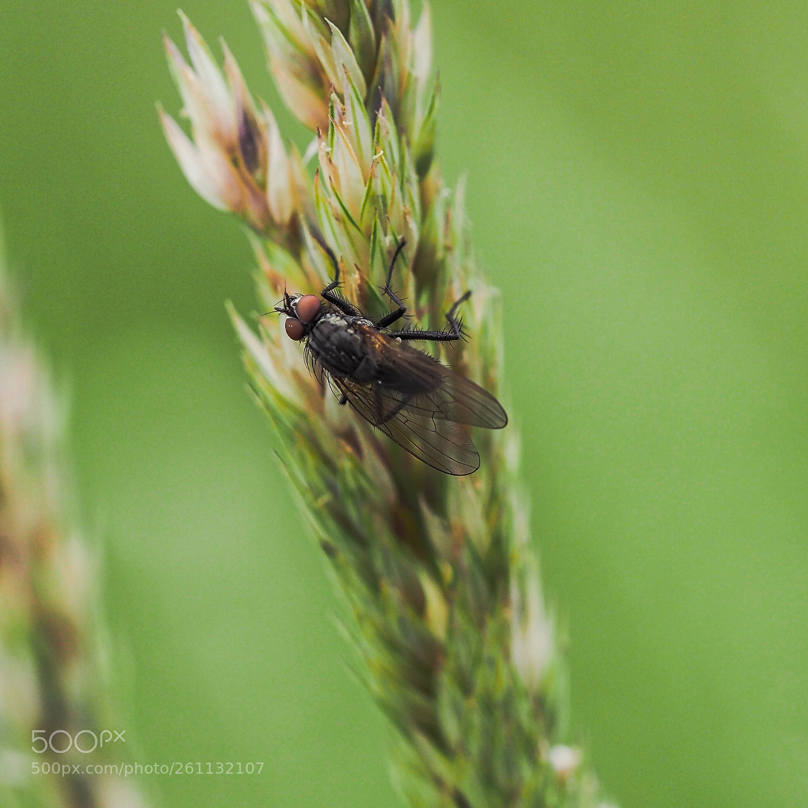 Olympus OM-D E-M1 Mark II sample photo. On the fly.. photography