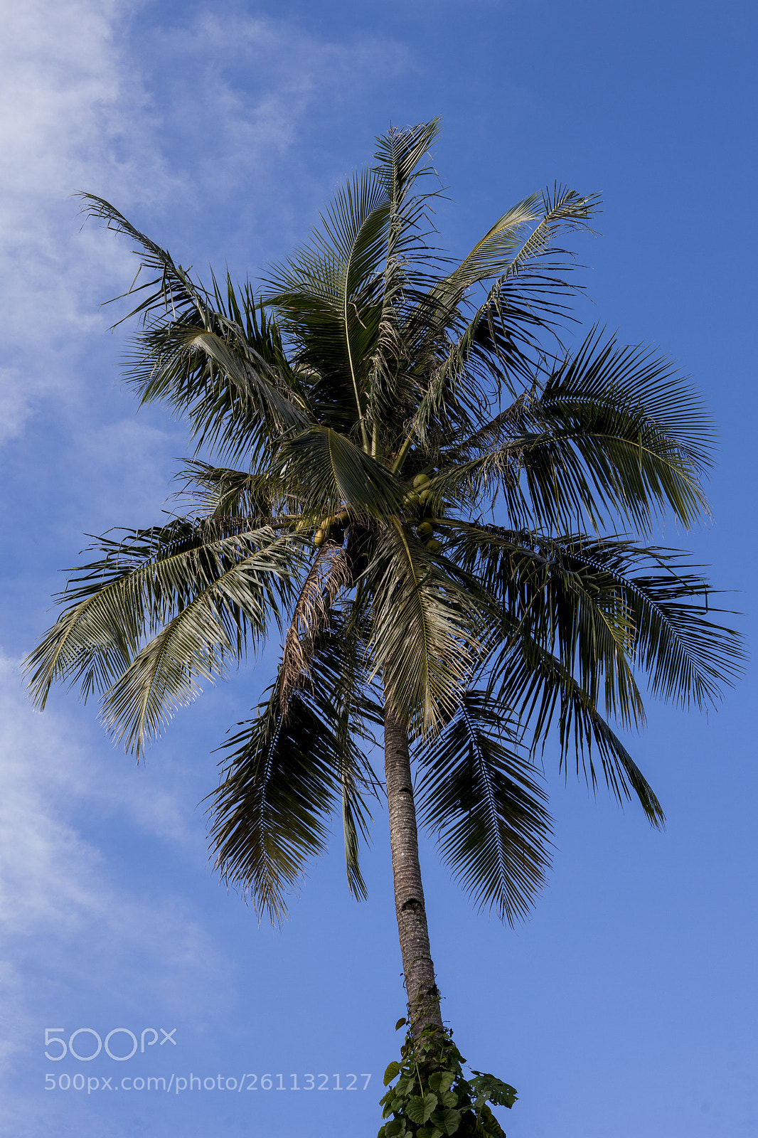 Canon EOS 5D Mark II sample photo. Coconut tree photography