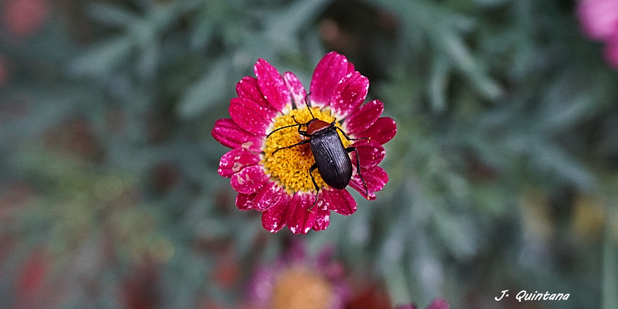 Sony E 16-50mm F3.5-5.6 PZ OSS sample photo. Insecto photography