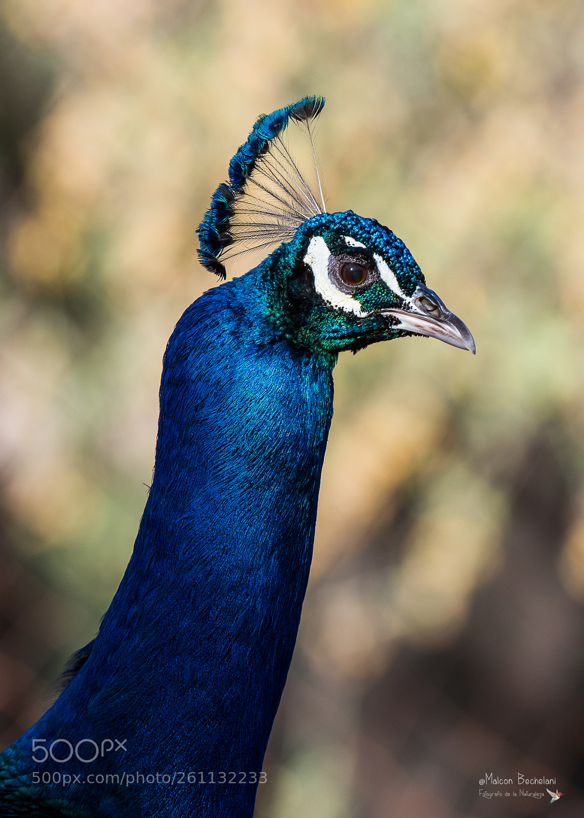 Nikon D810 sample photo. Mbs photography