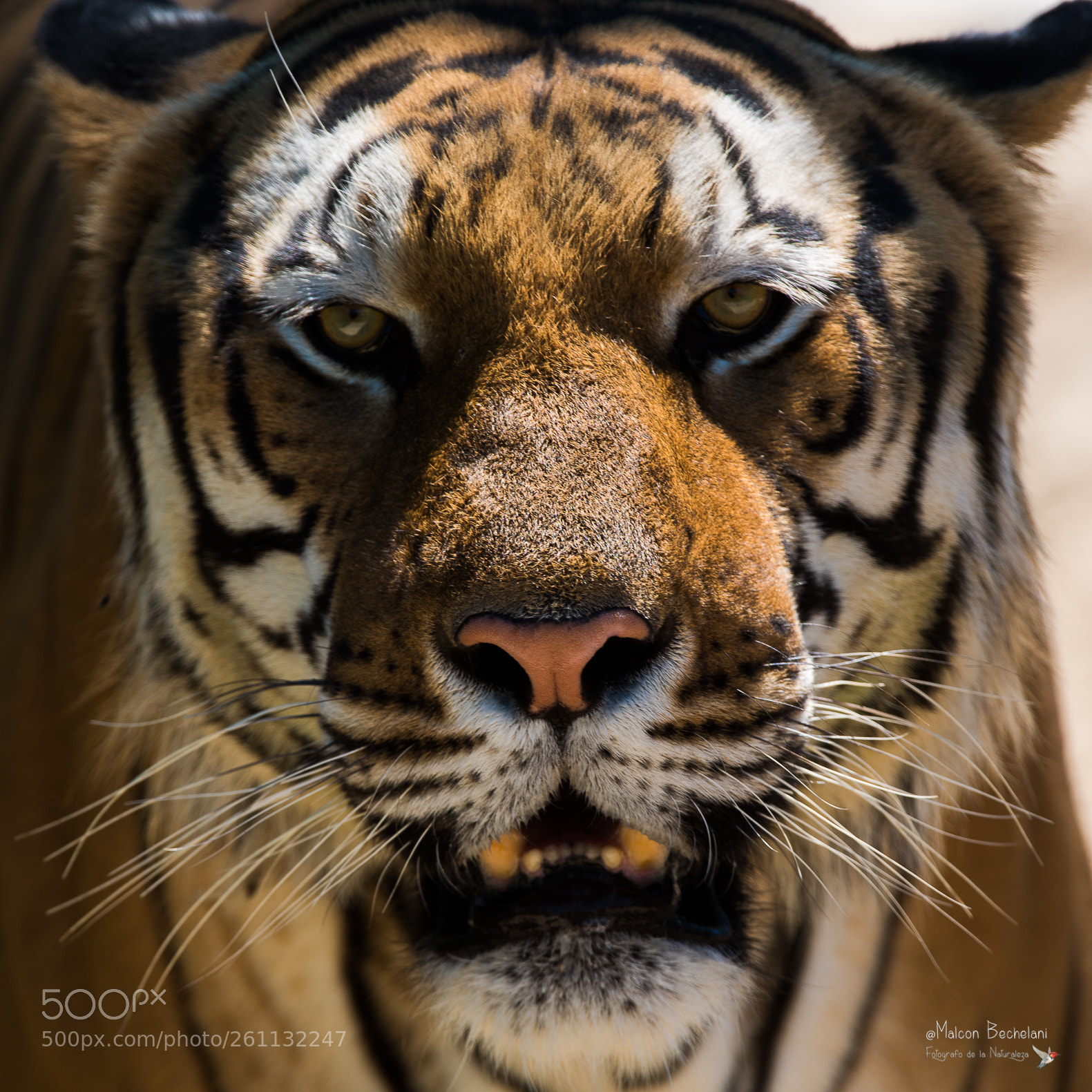 Nikon D810 sample photo. Mbs photography