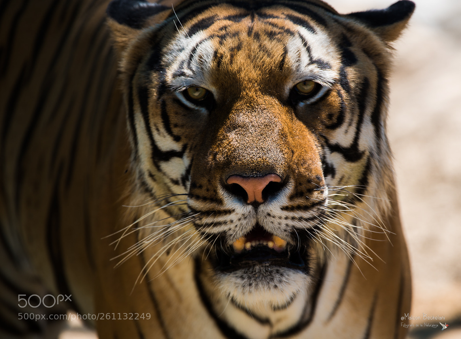 Nikon D810 sample photo. Mbs_1003-2.jpg photography