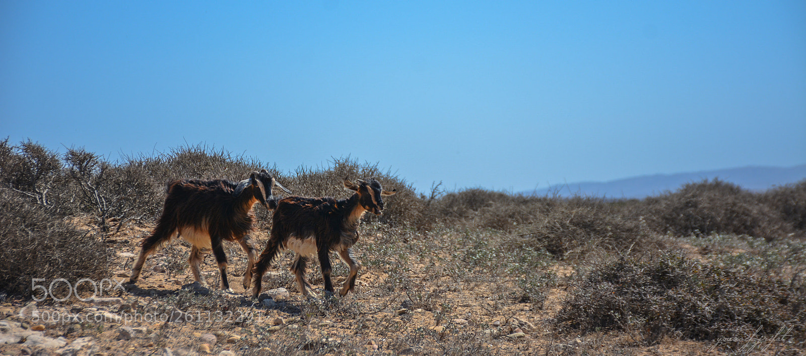 Nikon D7100 sample photo. Goats photography