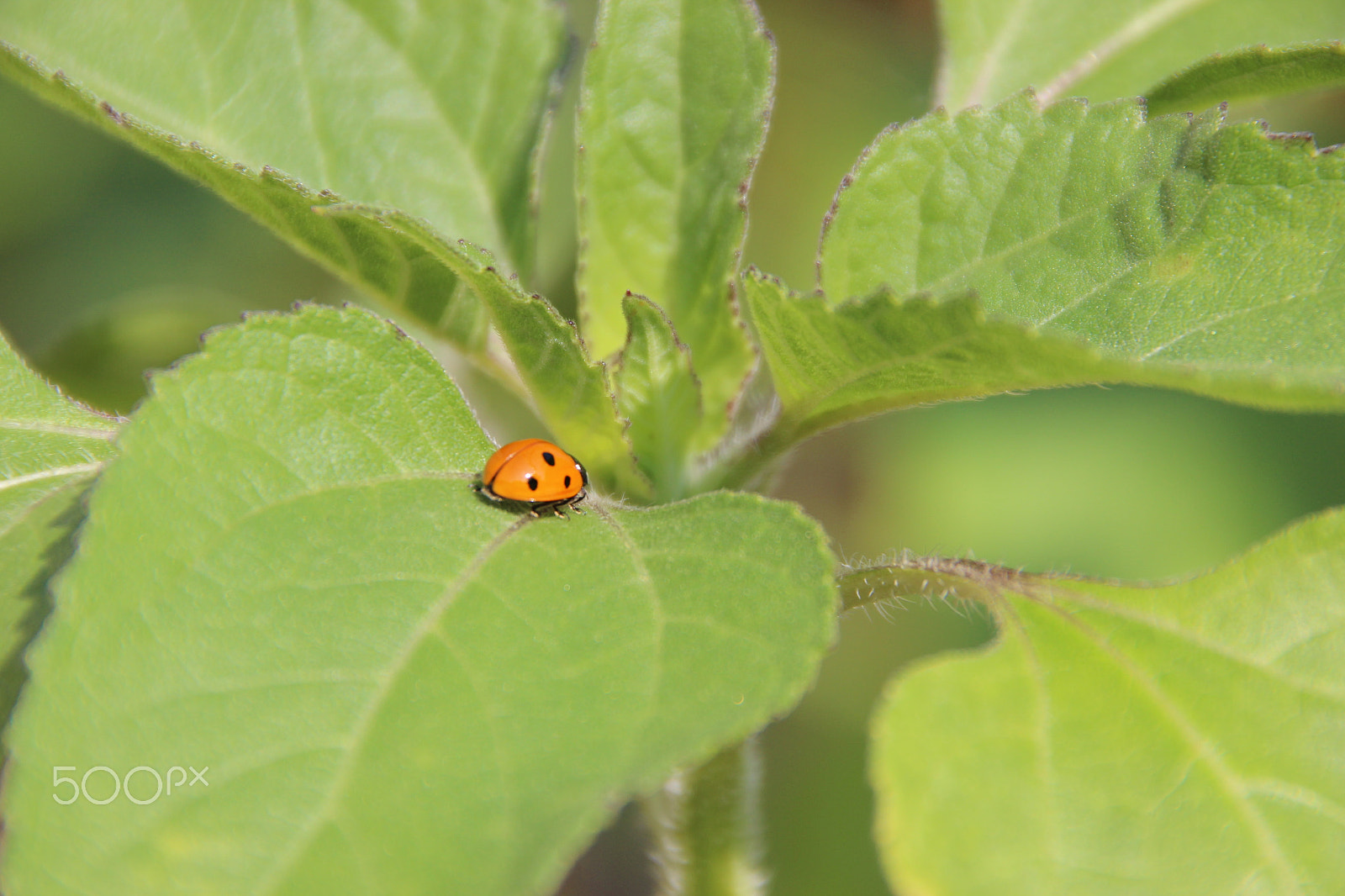 Canon EOS 600D (Rebel EOS T3i / EOS Kiss X5) + Tamron AF 18-250mm F3.5-6.3 Di II LD Aspherical (IF) Macro sample photo. Ladybug on plant photography