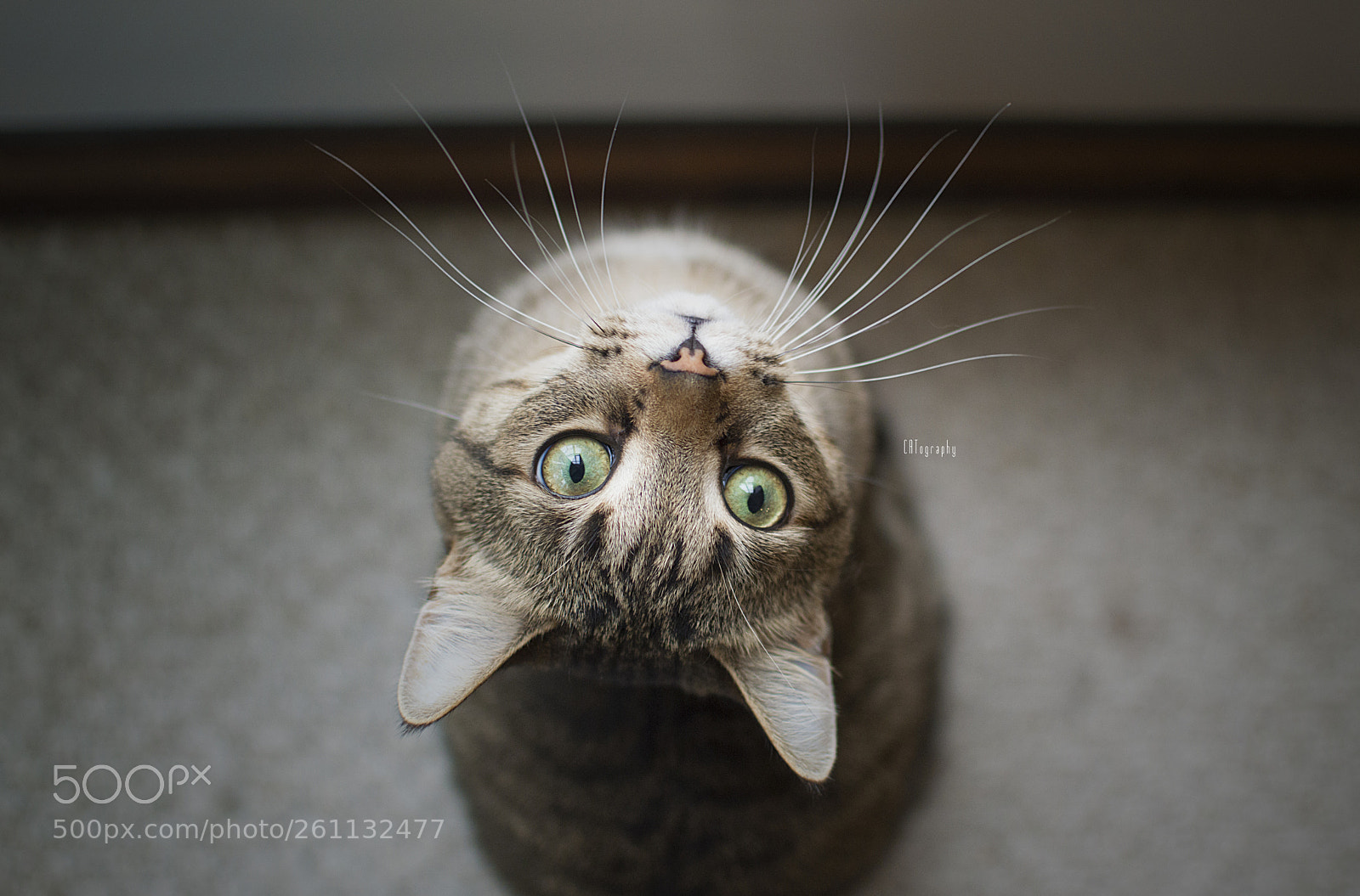 Nikon D3200 sample photo. Whisker bouquet photography