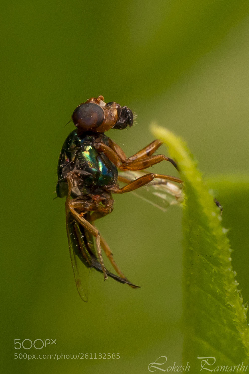 Canon EOS 5D Mark IV sample photo. Fly photography