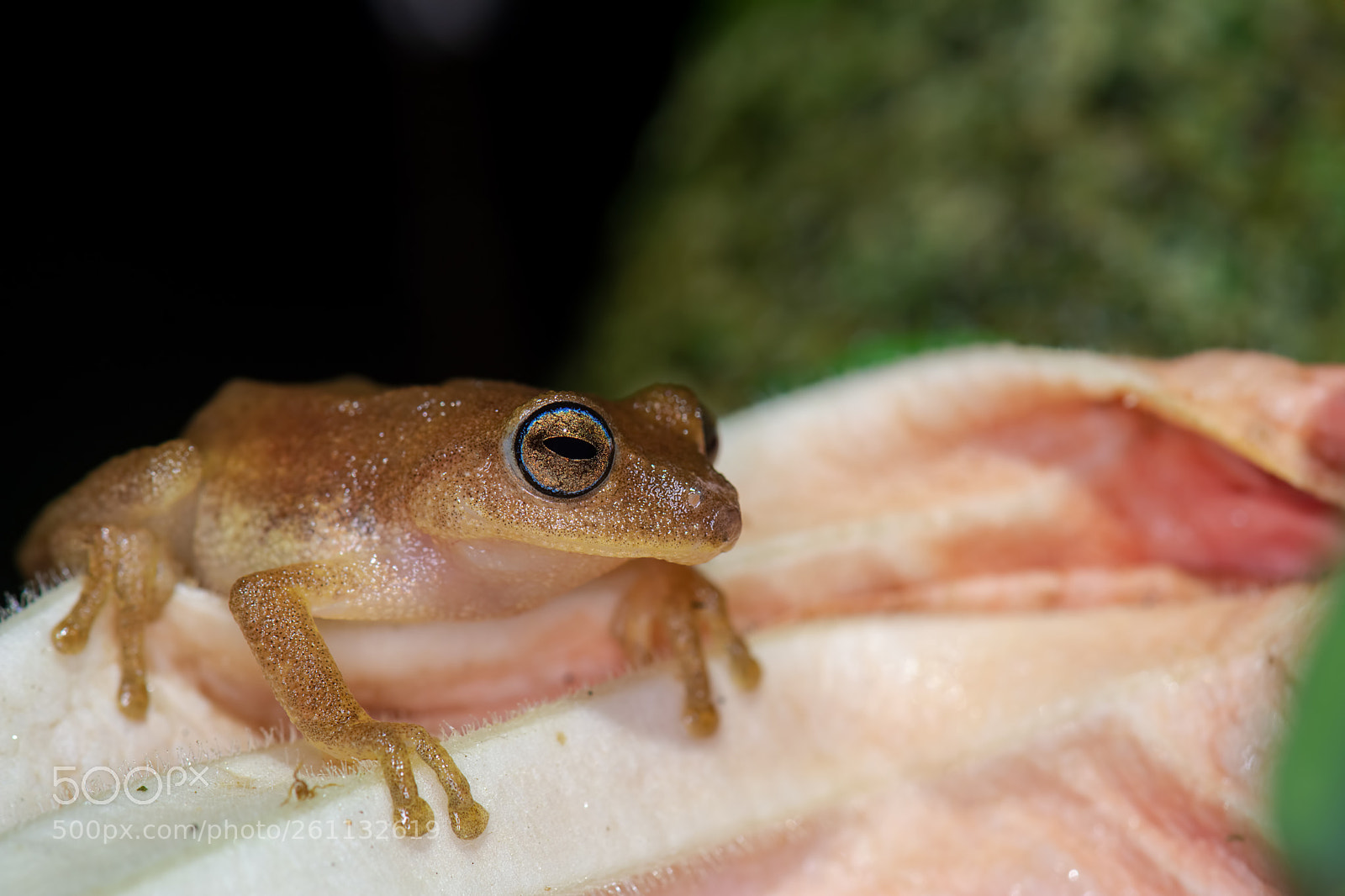 Nikon D7100 sample photo. Blue eyed bush frog photography