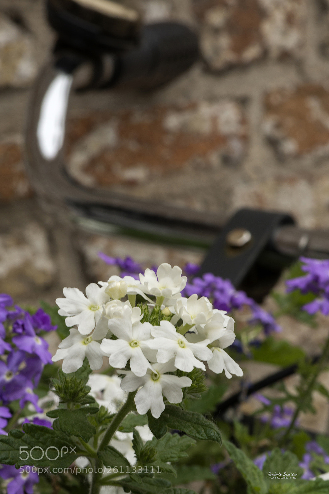 Nikon D800 sample photo. Bicycle decorated with flowers photography