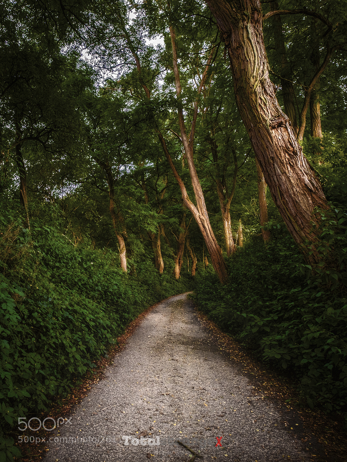 Fujifilm X-T10 sample photo. Forest peace photography