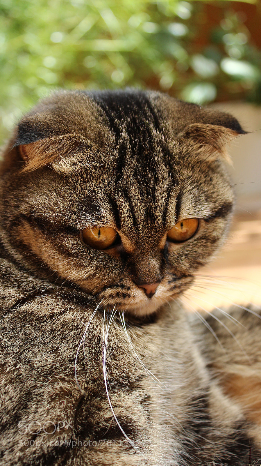 Canon EOS 600D (Rebel EOS T3i / EOS Kiss X5) sample photo. Yellow eyes photography