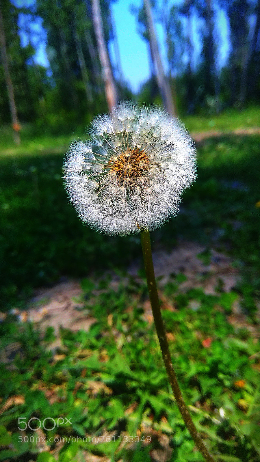 Xiaomi Redmi Note 4 sample photo. Good photography