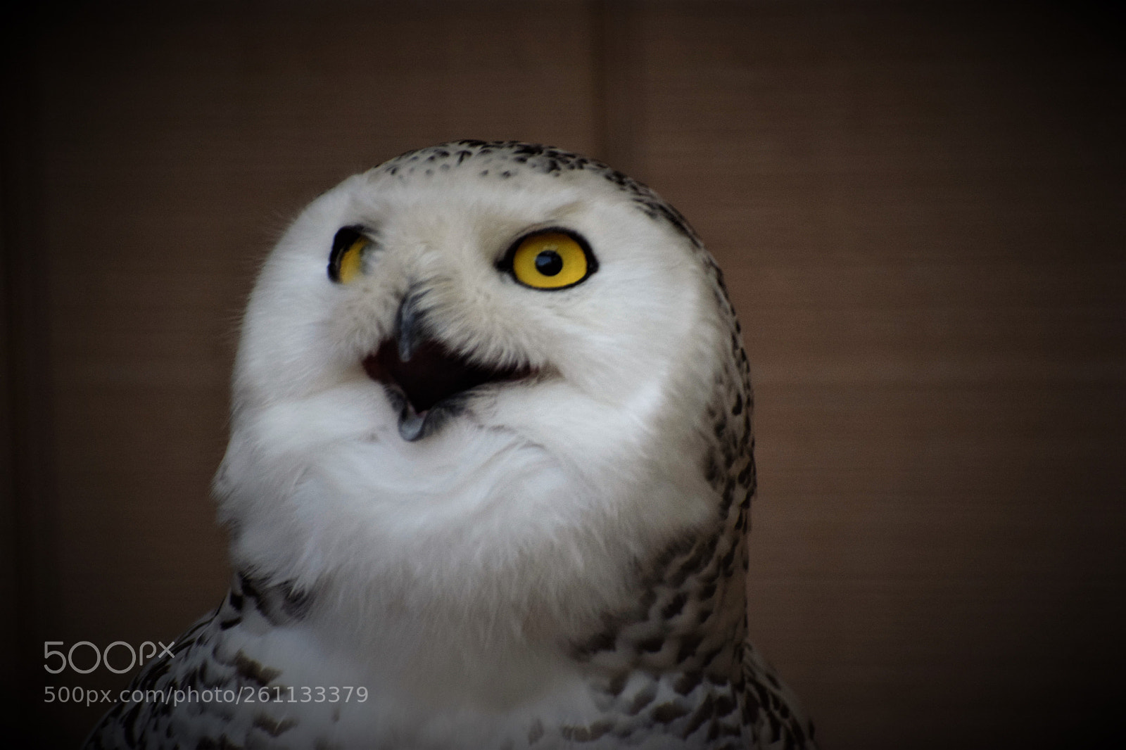 Nikon D3300 sample photo. A friendly face photography