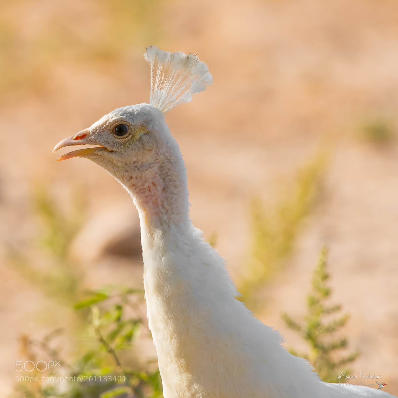 Nikon D810 sample photo. Mbs photography