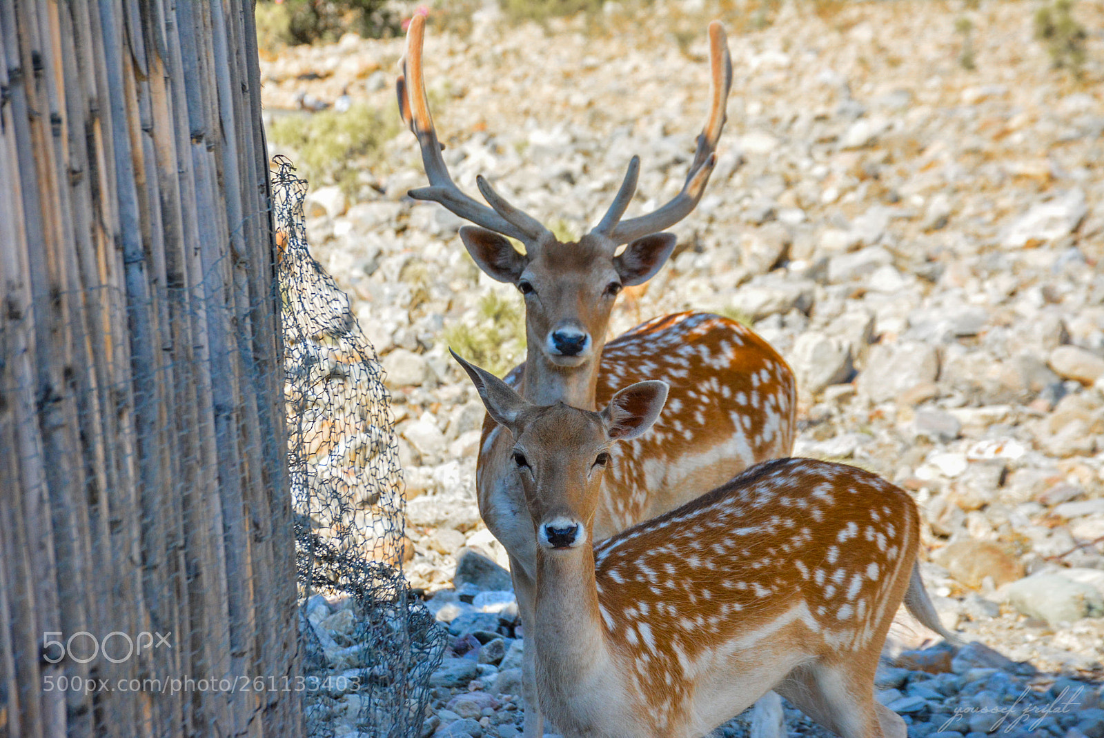 Nikon D7100 sample photo. Beautiful couple photography