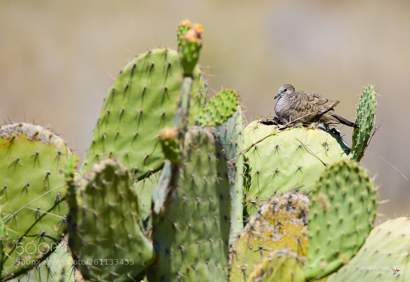 Nikon D810 sample photo. Mbs photography