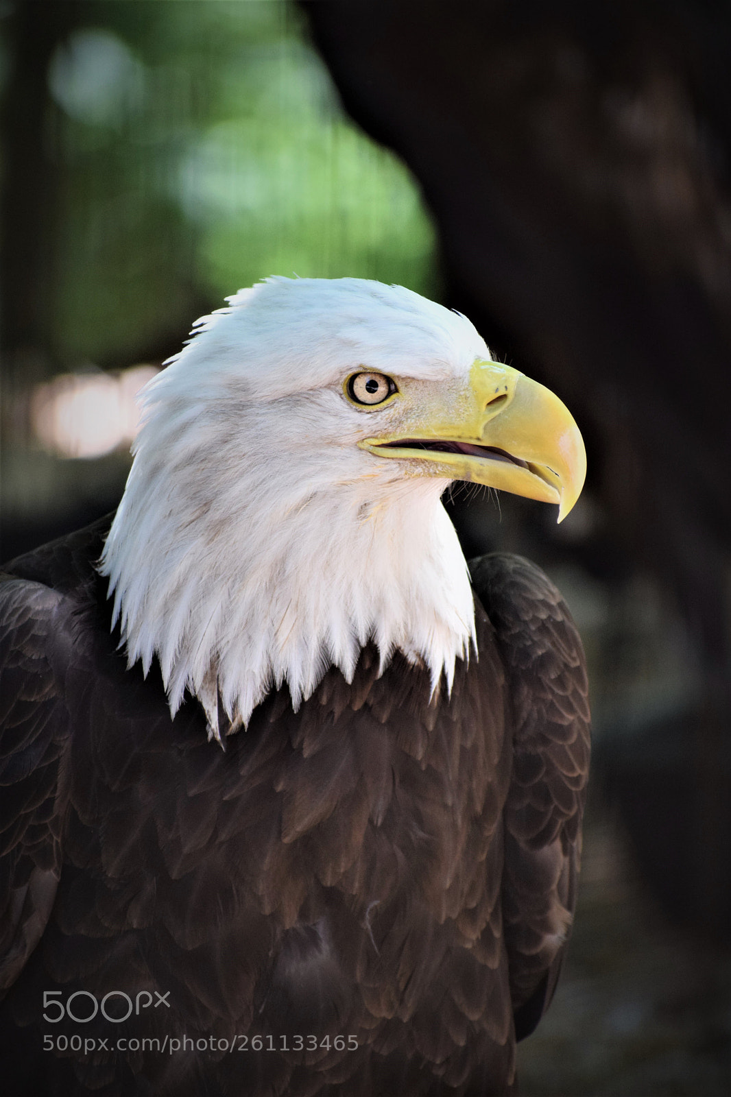 Nikon D3300 sample photo. Bald beauty photography