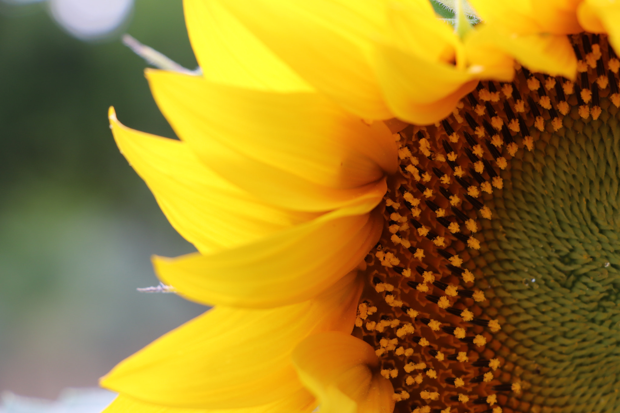 Canon EOS 77D (EOS 9000D / EOS 770D) sample photo. #yellow like #sunflower photography