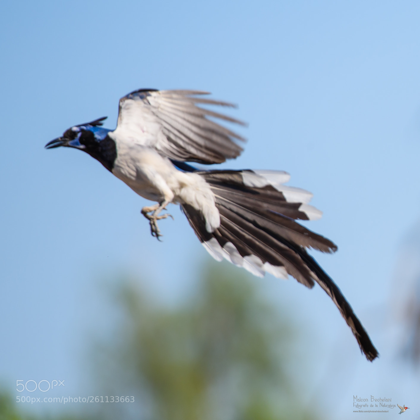 Nikon D810 sample photo. Mbs photography