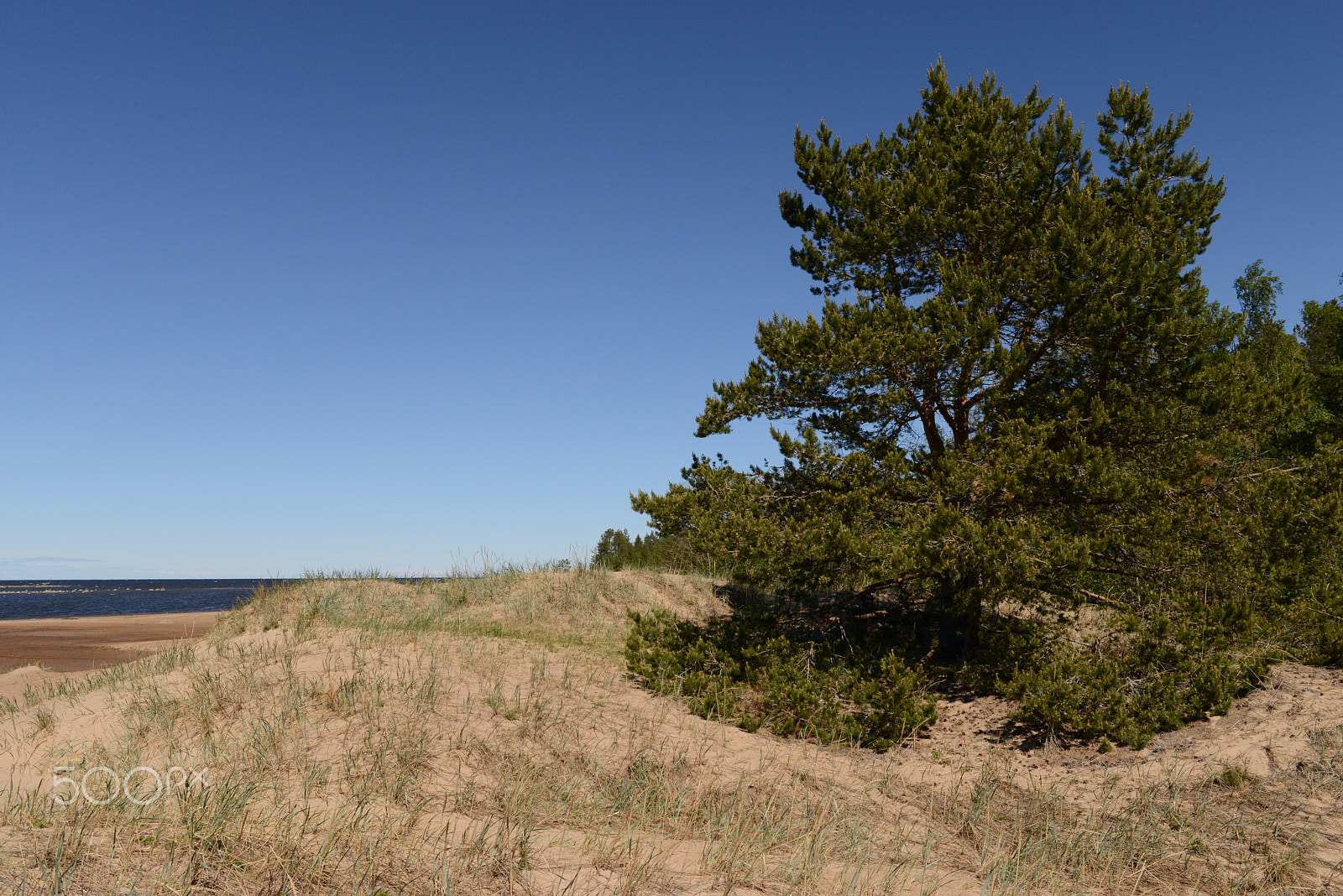 Nikon AF-S Nikkor 28mm F1.8G sample photo. Especial pine tree on the beach photography