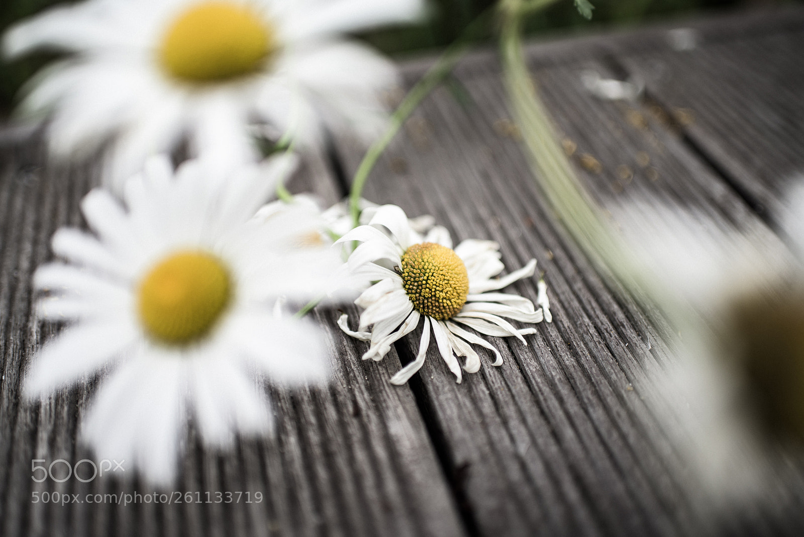 Nikon D810 sample photo. Shasta daisy photography