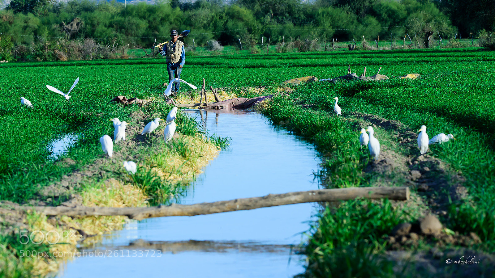 Nikon D810 sample photo. Copia photography