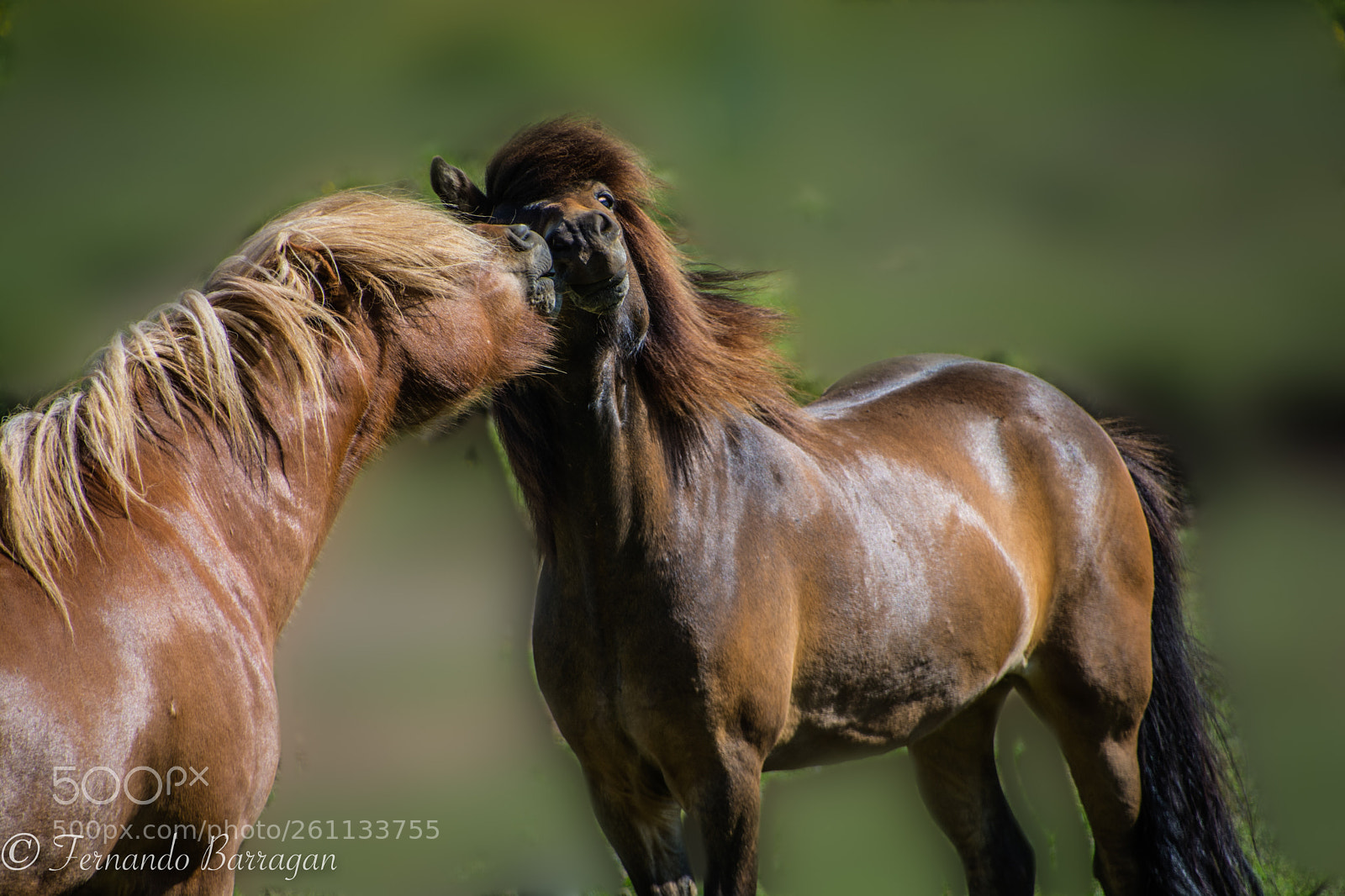 Nikon D7100 sample photo. Caballo islandia amor (de ) photography