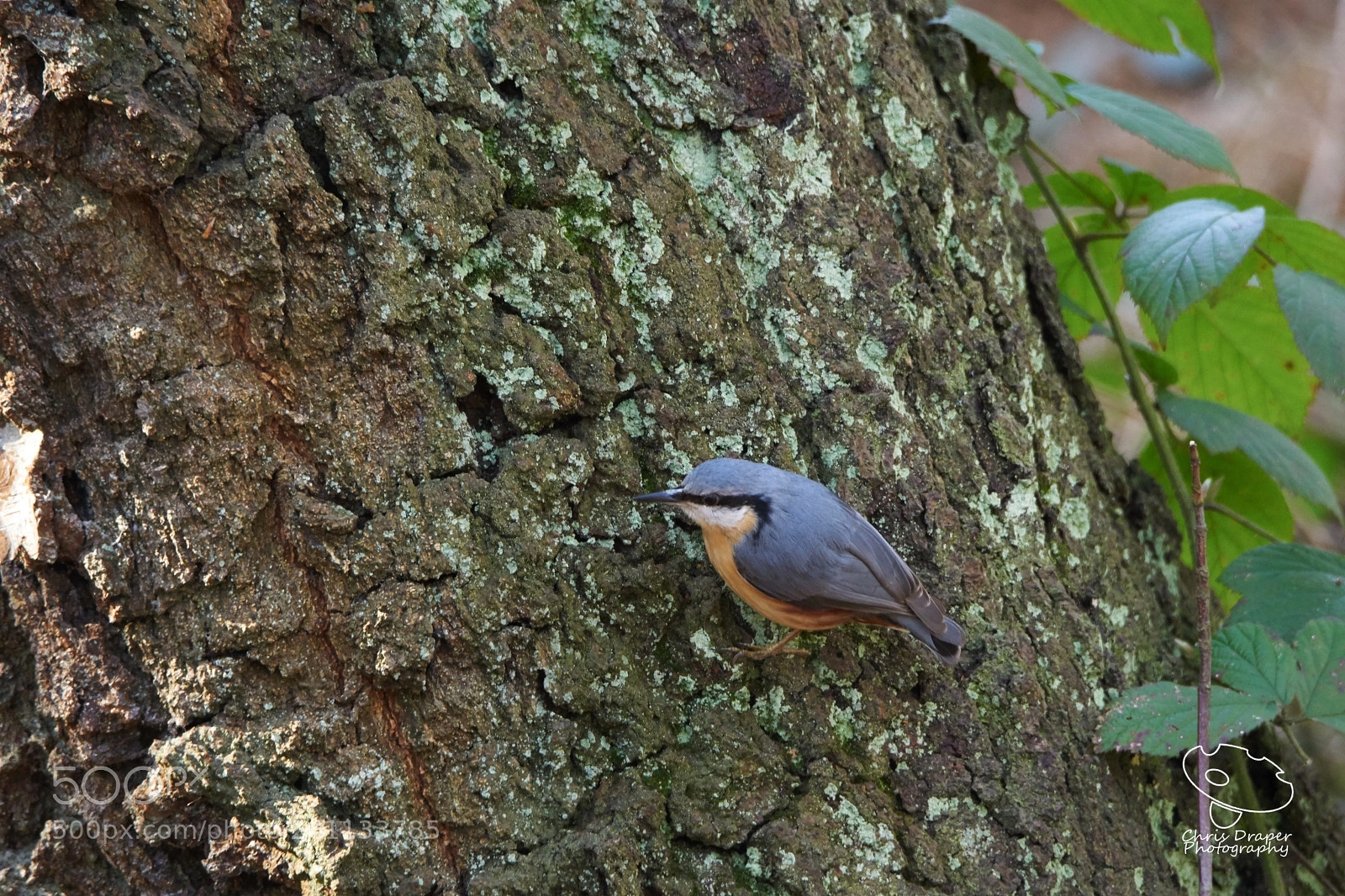 Sony ILCA-77M2 sample photo. Nuthatch photography