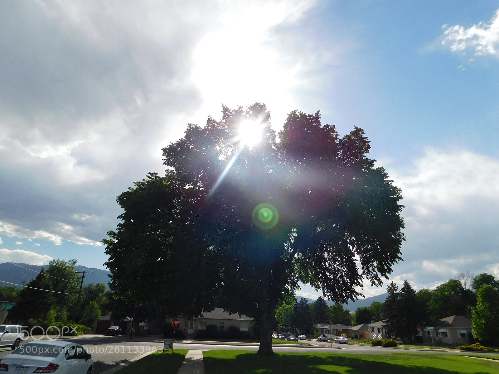 Nikon Coolpix B500 sample photo. Tree in the sun photography