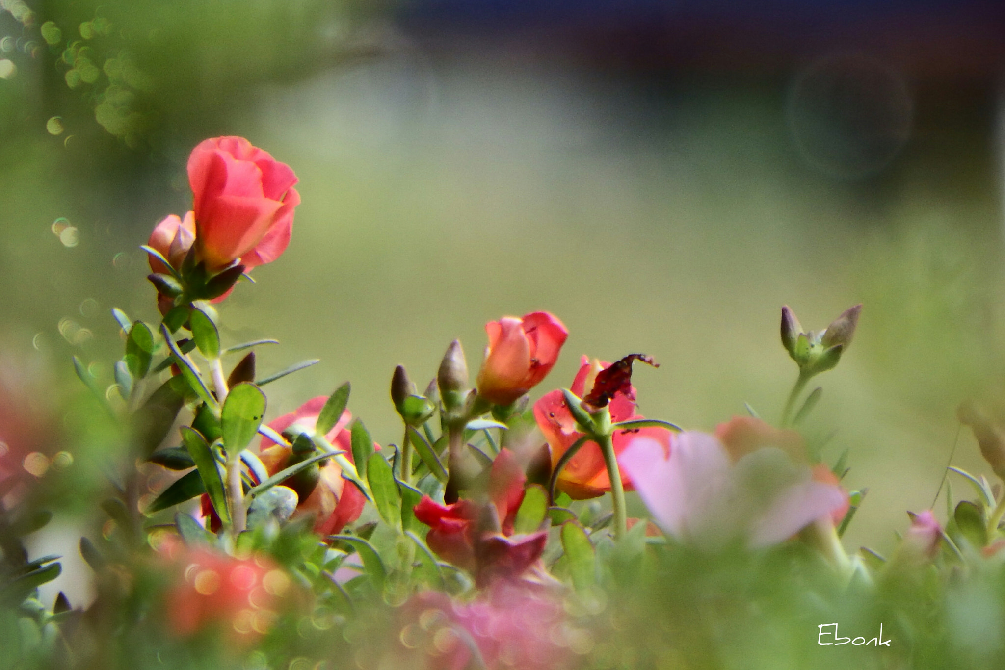 Fujifilm FinePix SL1000 sample photo. Wild flowers photography