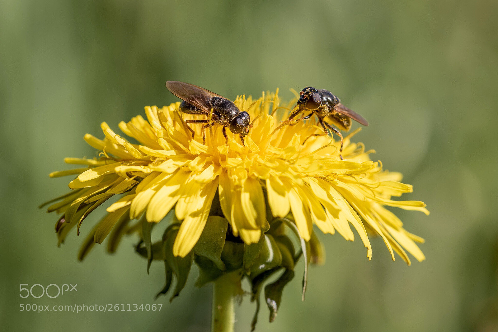 Canon EOS 7D Mark II sample photo. Flies photography