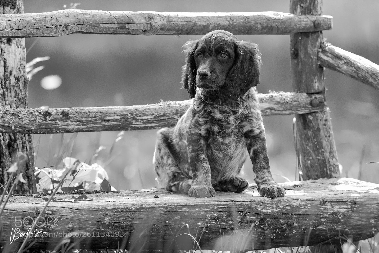 Canon EOS-1D X Mark II sample photo. Puppy on bench photography