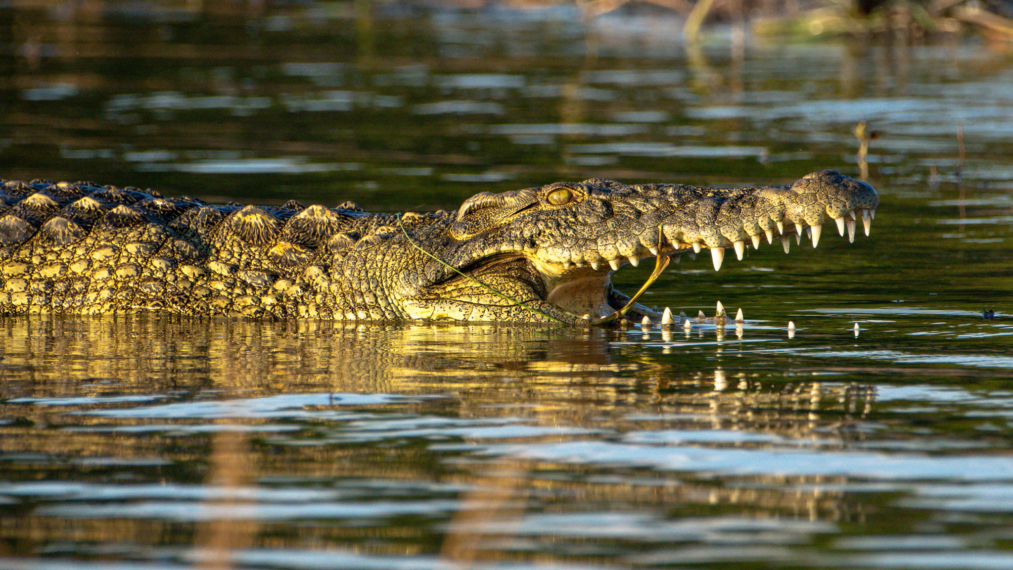 Pentax K-3 II sample photo. Croc, chobe river photography