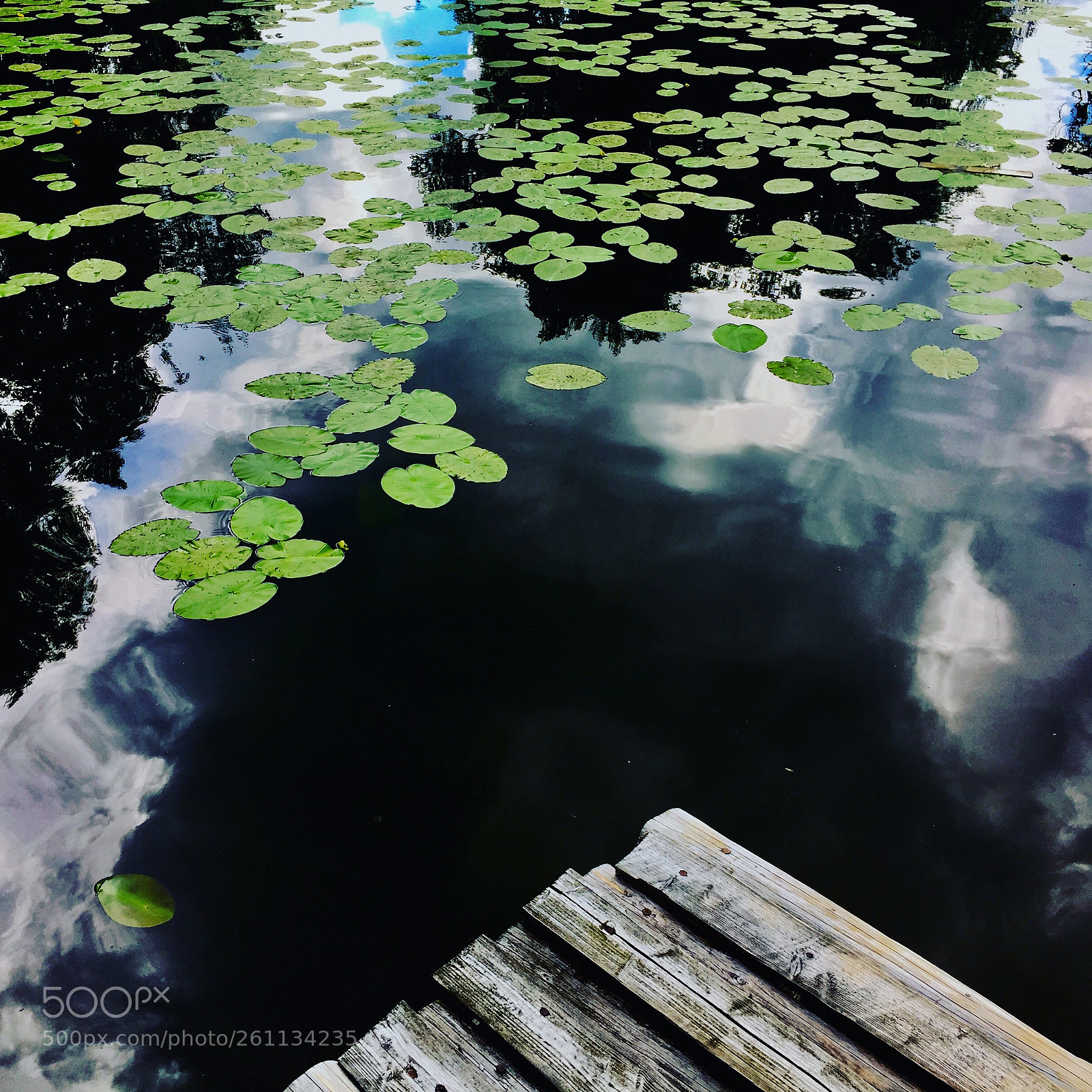Apple iPhone 6 sample photo. Olze photography
