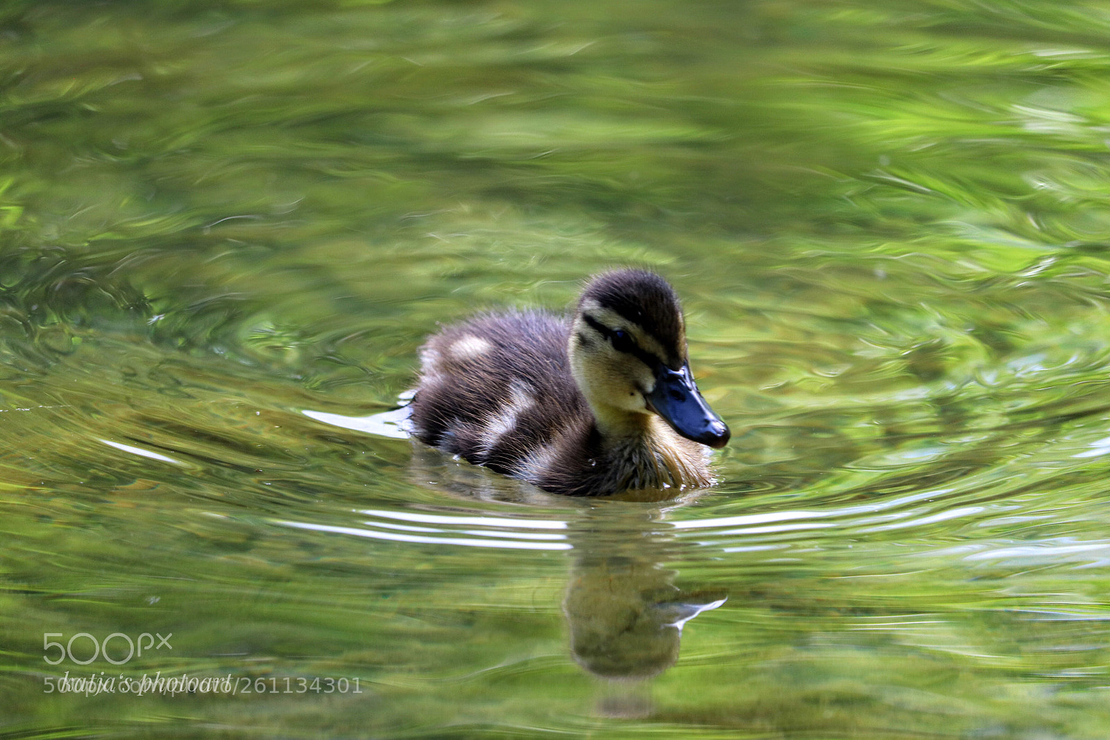 Canon EOS 80D sample photo. Little duck photography
