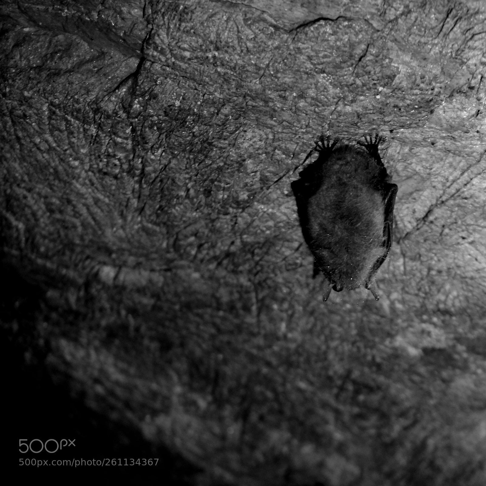 Canon EOS 100D (EOS Rebel SL1 / EOS Kiss X7) sample photo. Sleeping cave bat photography