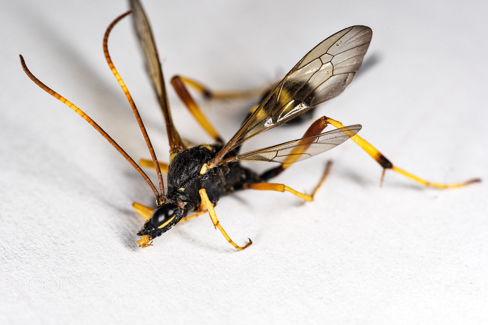 Nikon D810 sample photo. Macro2 photography