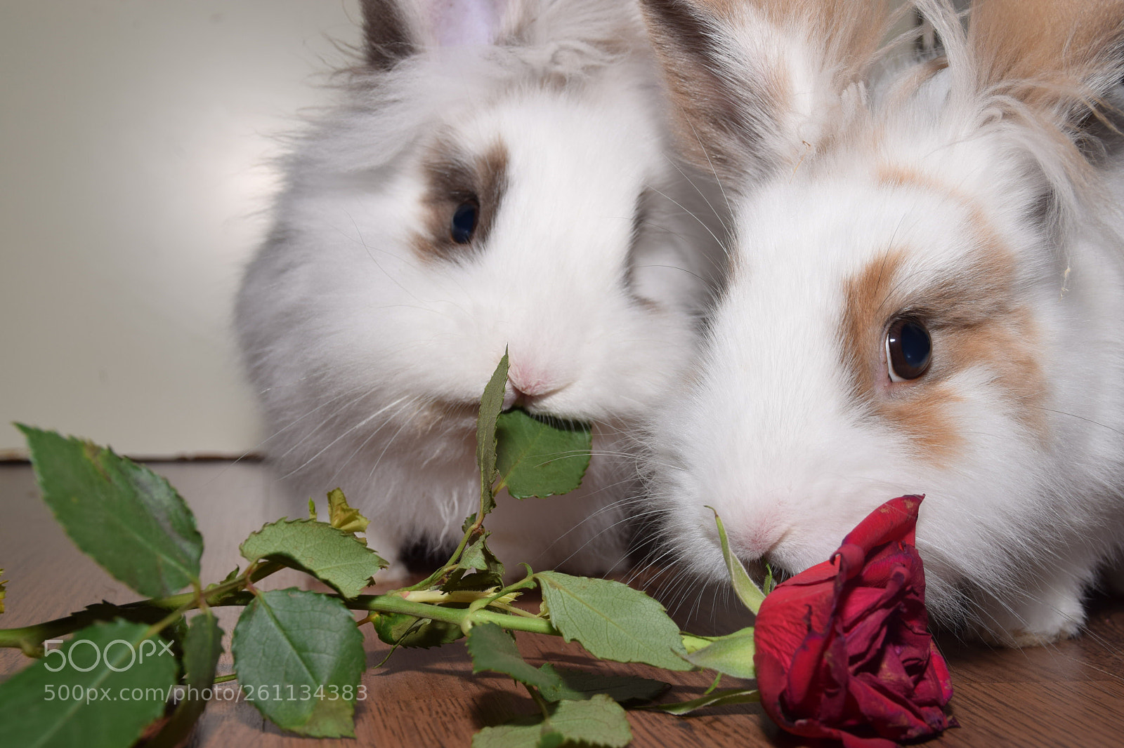 Nikon D5300 sample photo. 2 teddy s and photography