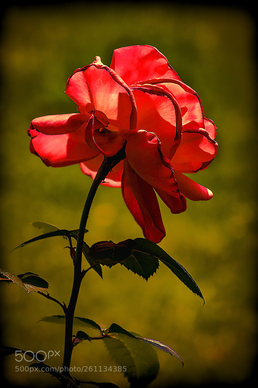 Canon EOS 450D (EOS Rebel XSi / EOS Kiss X2) sample photo. Queen of flowers photography