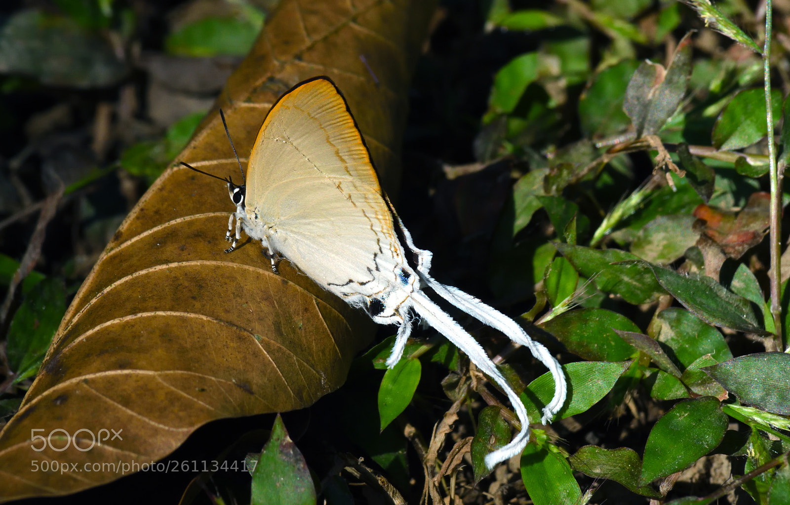 Nikon D7200 sample photo. Common imperial photography