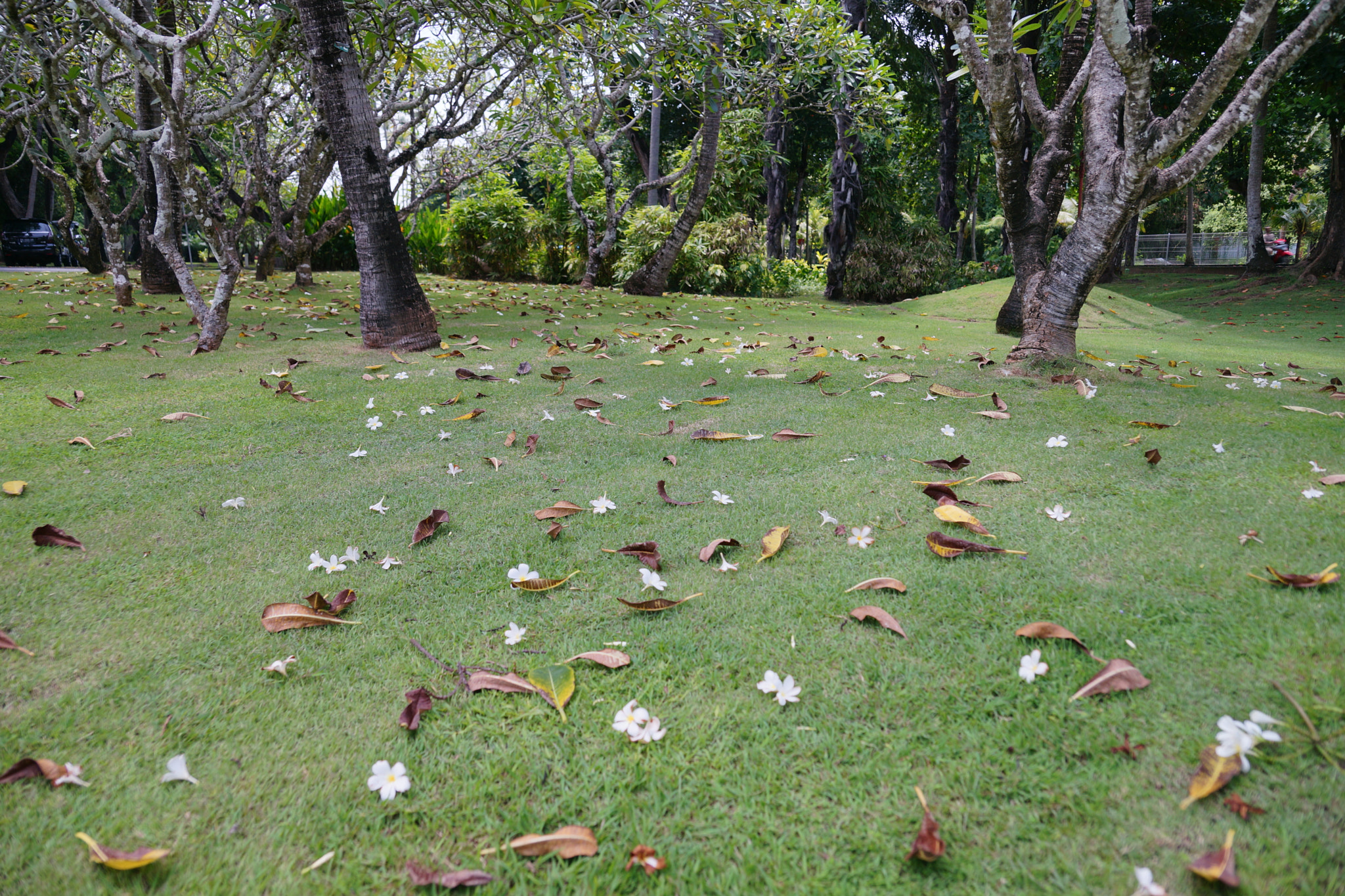 Sony 28-75mm F2.8 SAM sample photo. Flowers on the grass photography