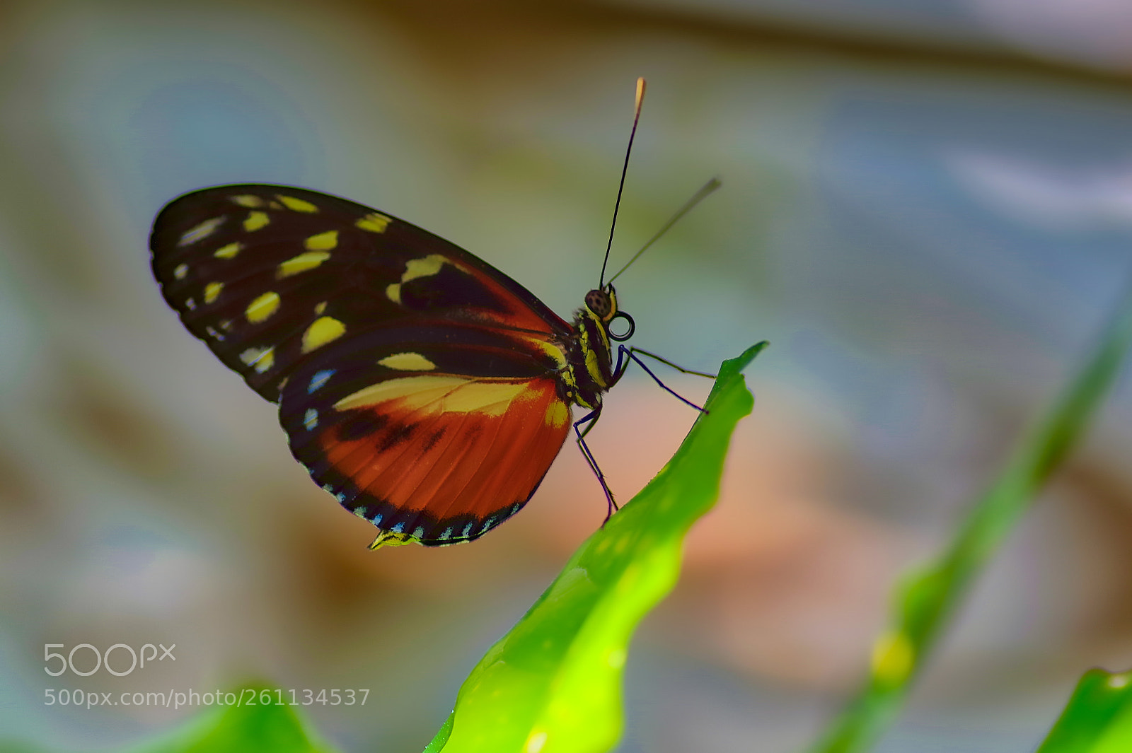 Pentax K-1 sample photo. Butterfly photography