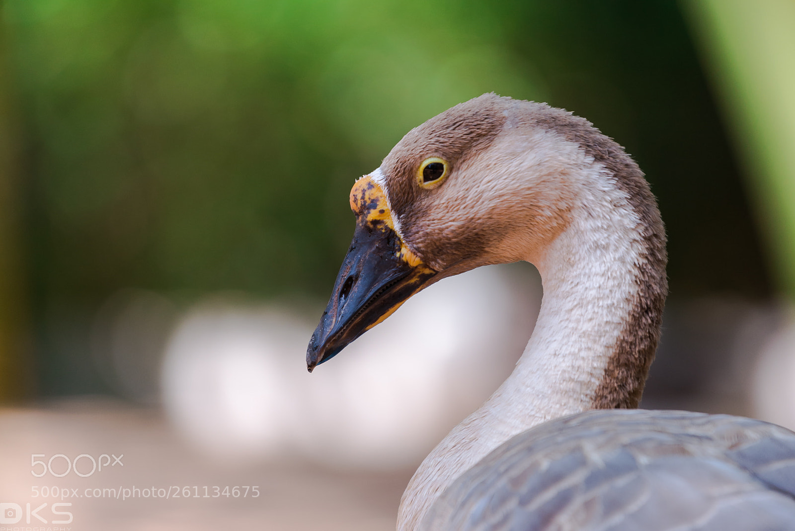 Nikon D610 sample photo. Duck photography