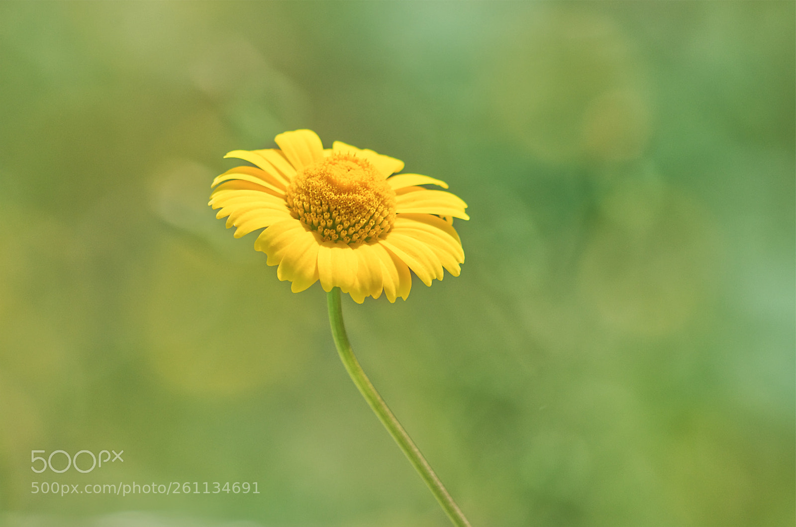 Pentax K-30 sample photo. Flower daisy photography