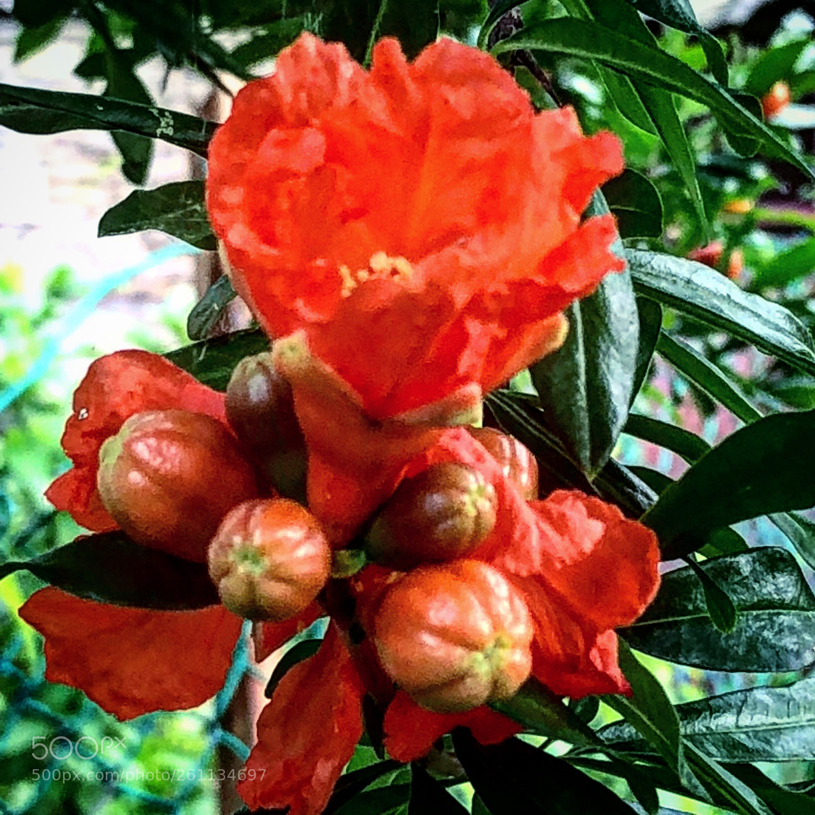 Apple iPhone X sample photo. Rosso natura photography