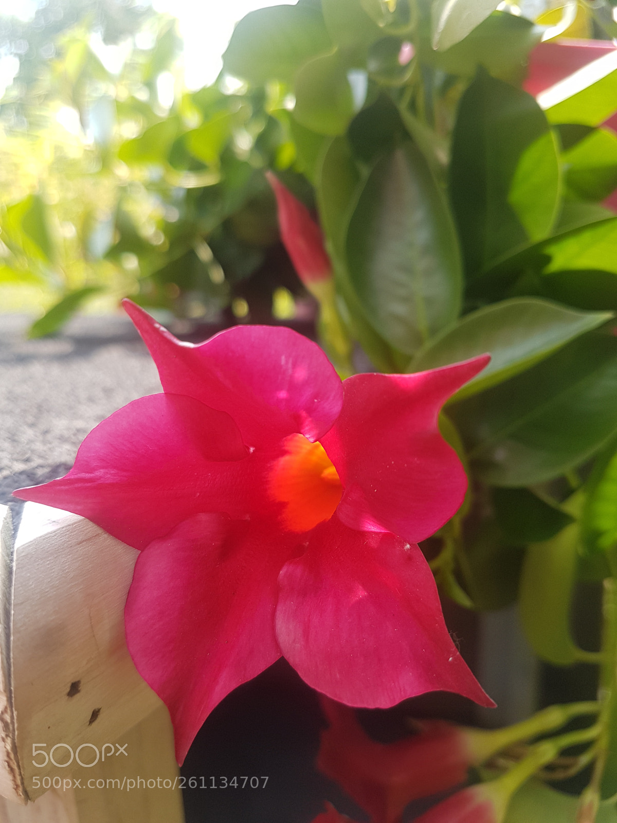 Samsung Galaxy S7 Edge sample photo. Untitled photography